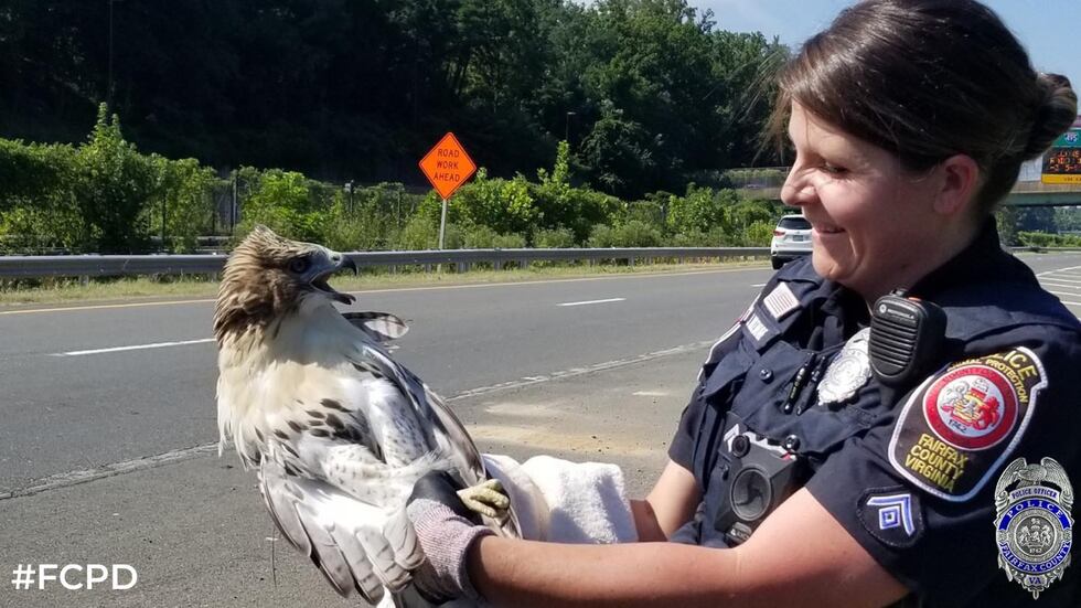 Hawk Helps LOOK: Police officer helps free hawk from car’s grill