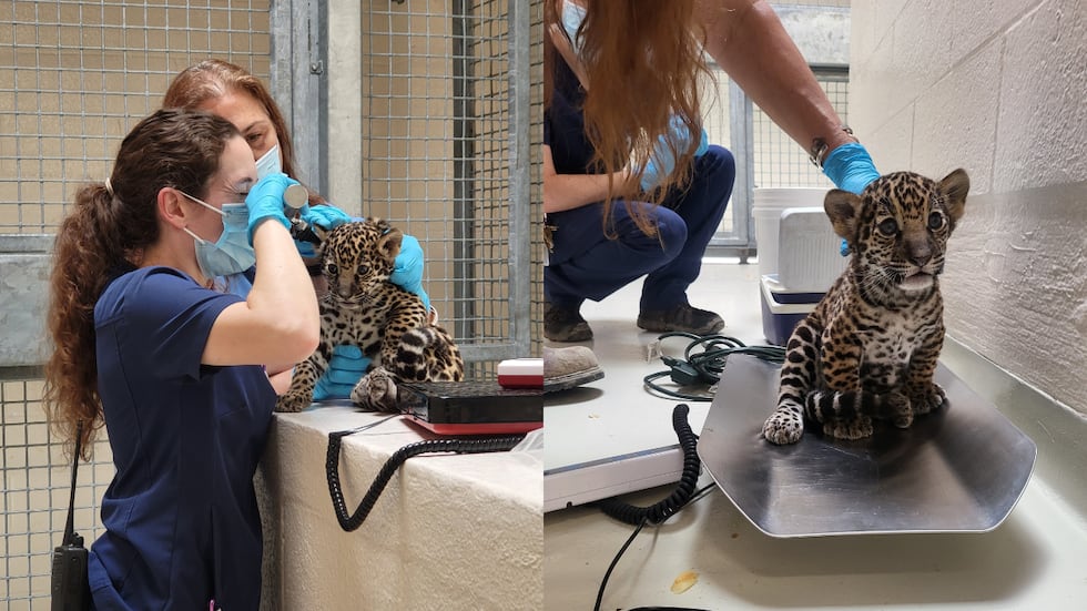 BREC’s Baton Rouge Zoo announced the first jaguar cub was born at the zoo in over three decades.