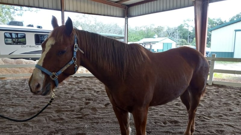 As the good times wind down and Mardi Gras season comes to a close, a non-profit is working to...