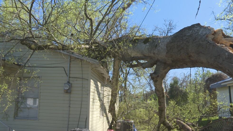 Photo of the fallen tree on the home