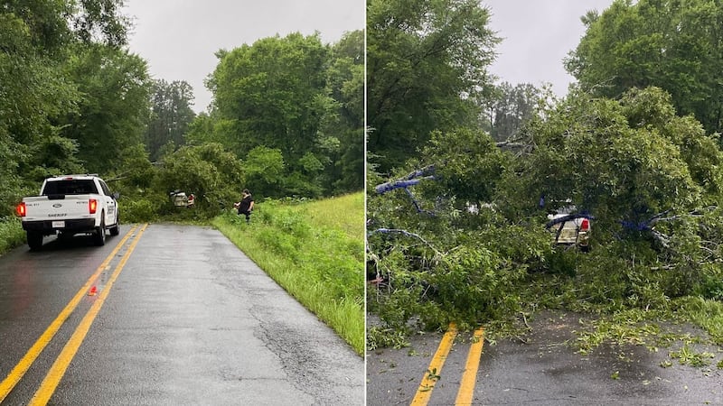 Fallen tree caused vehicle crash in Natchitoches Parish