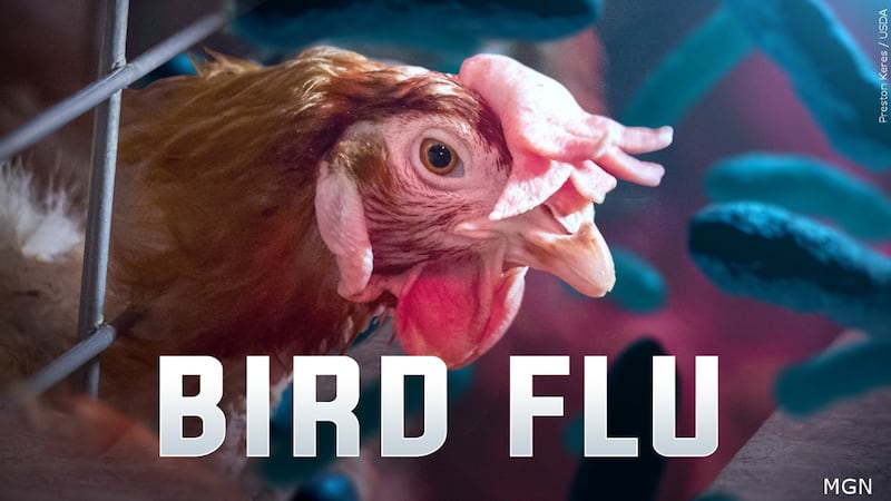 Bird flu