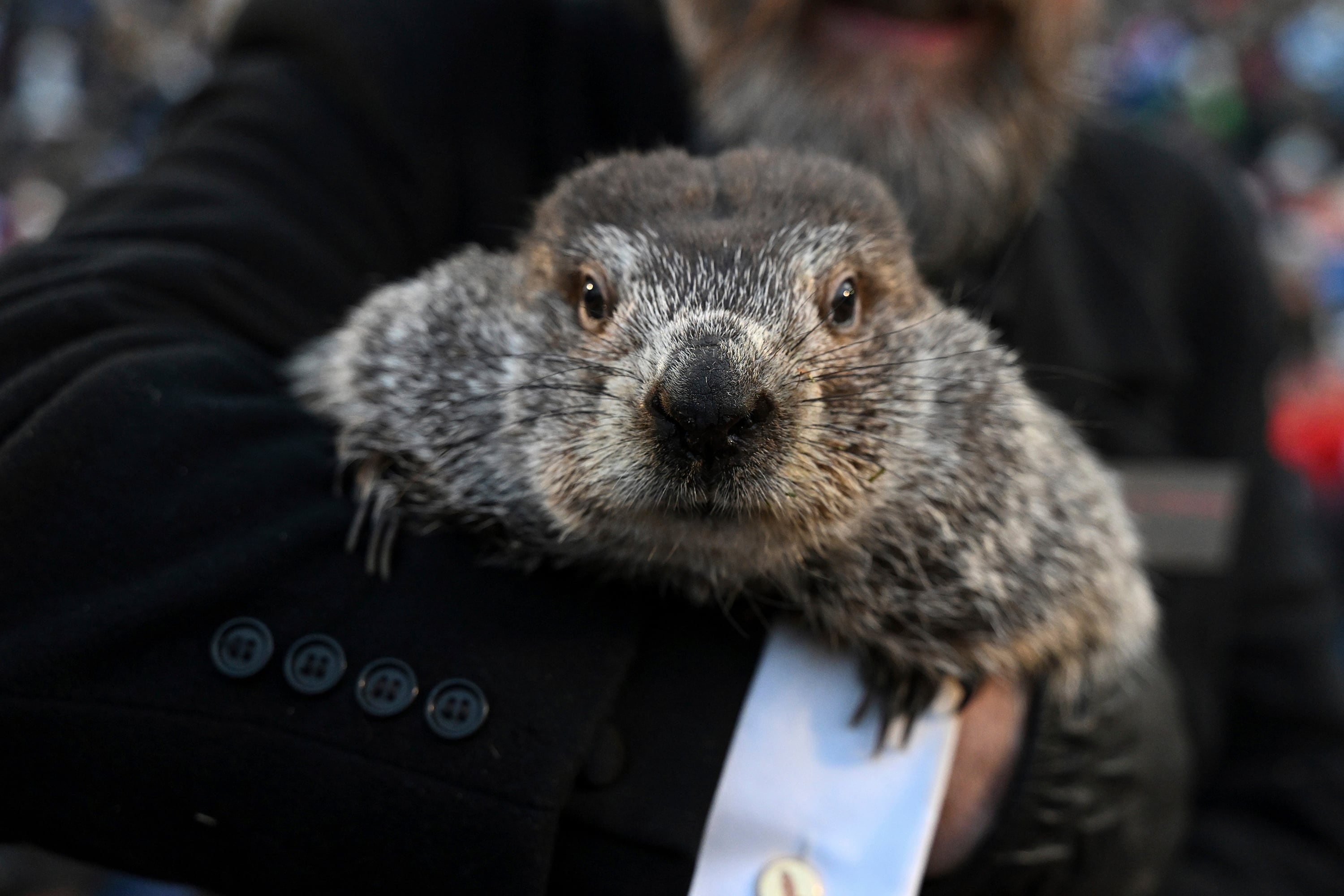 Punxsutawney Phil is said to have seen his shadow , predicting 6 more weeks of winter weather