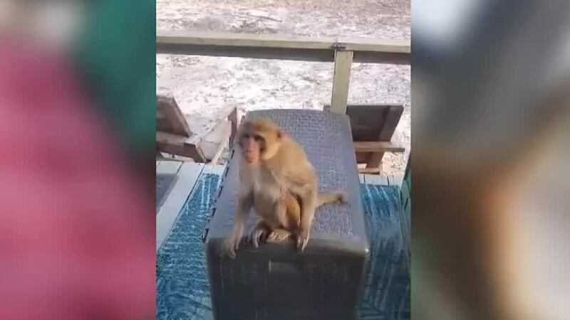 A woman is recovering after a monkey attack that she says she never expected.