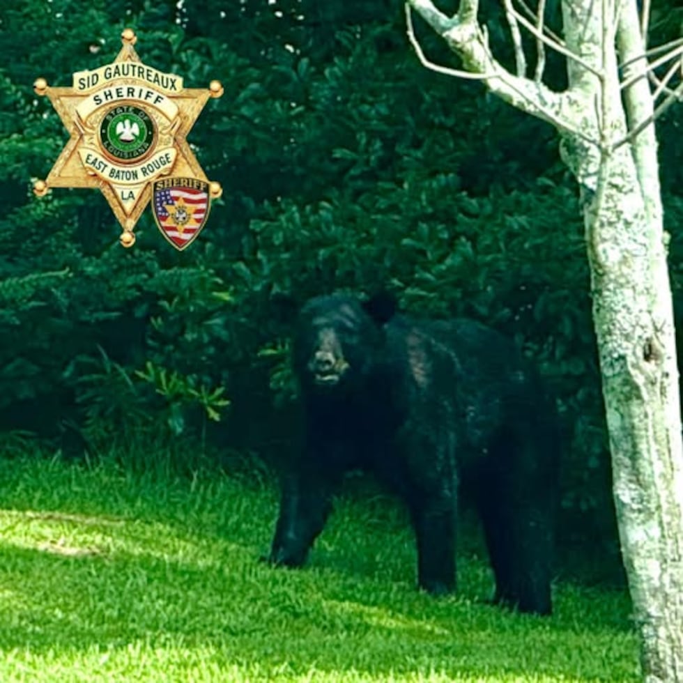 A bear was caught digging through trash cans in a neighborhood in Central on Wednesday...