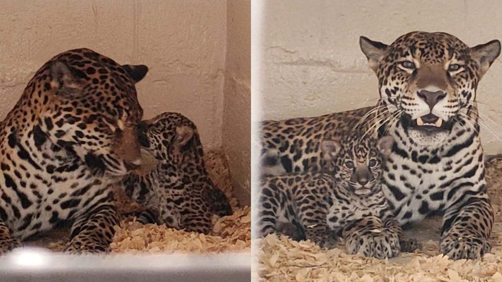 A jaguar cub born at BREC’s Baton Rouge Zoo bonds with its mother.